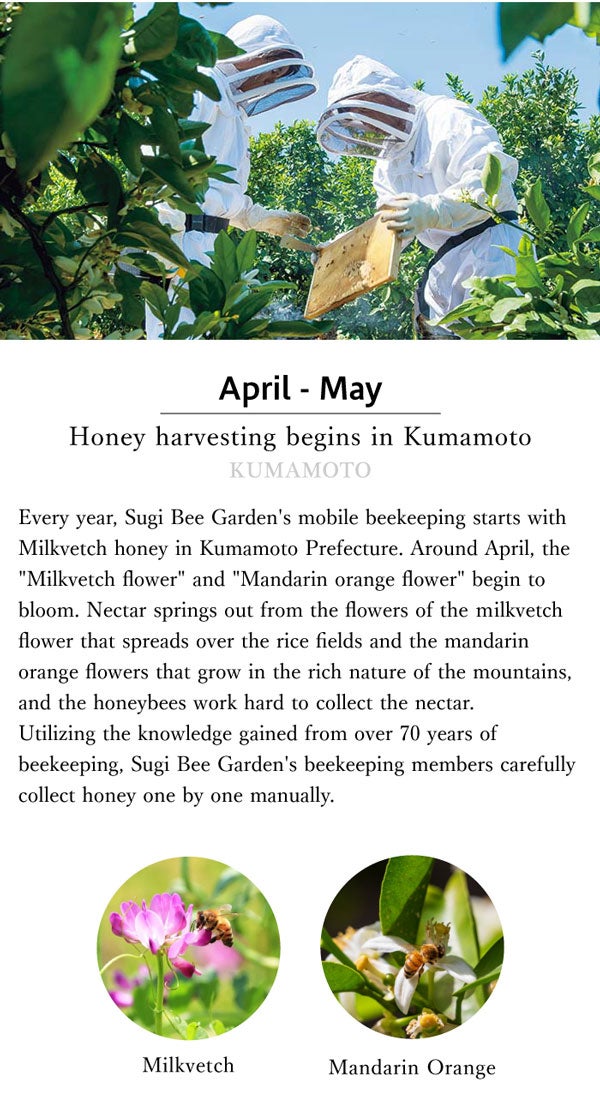 Honey harvesting in Kumamoto