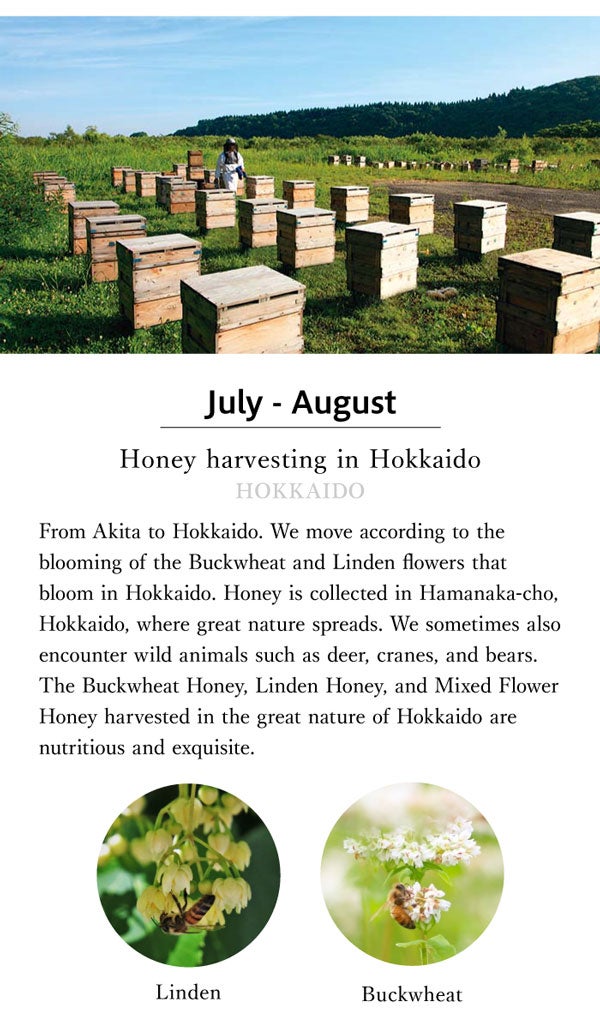 About honey harvesting in Hokkaido