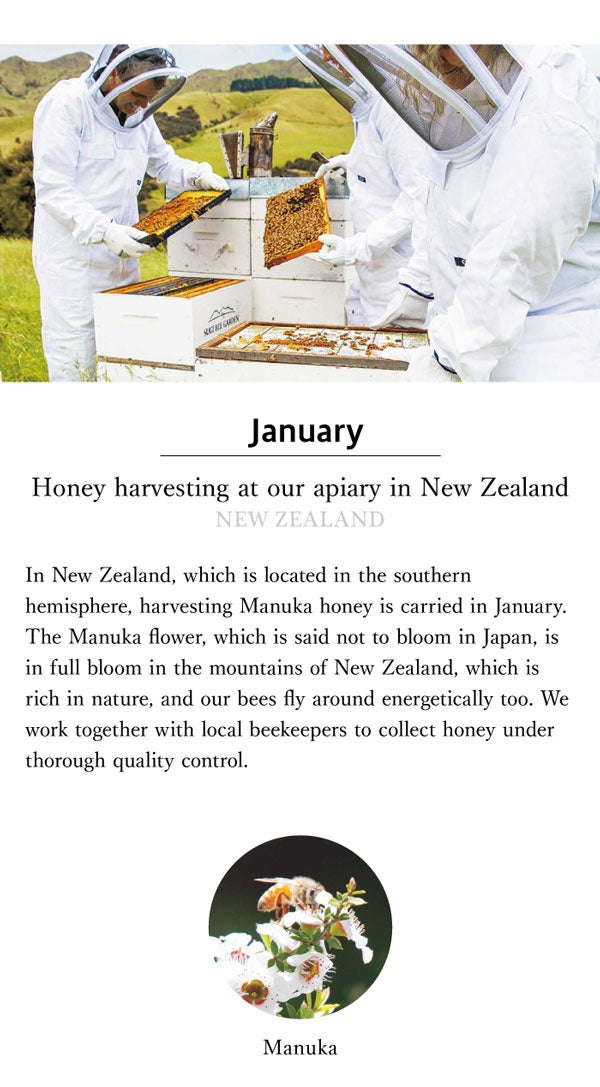 About honey harvesting in New Zealand