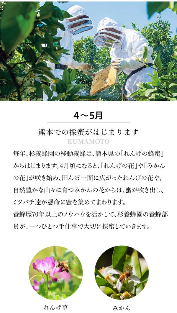 Honey harvesting in Kumamoto