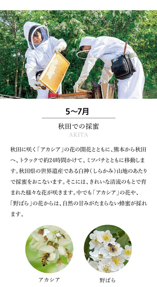 Honey harvesting in Akita