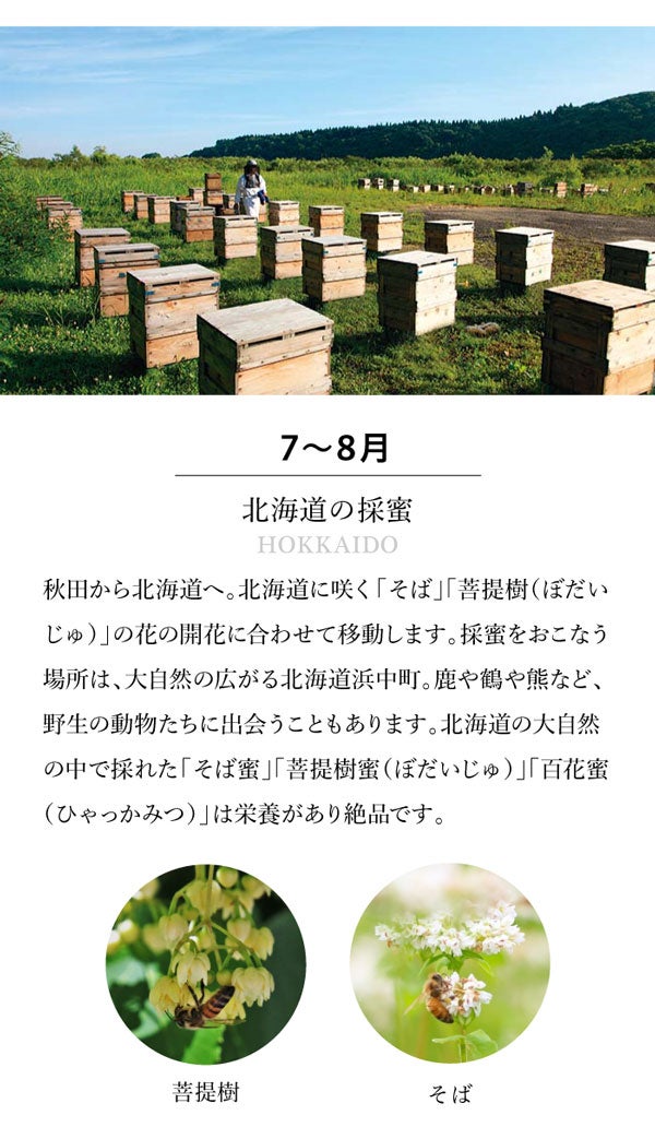 About honey harvesting in Hokkaido