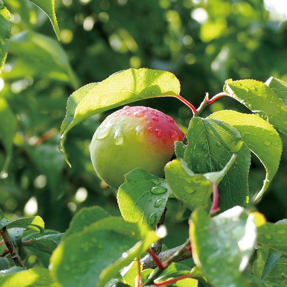 Healthy Beauty Honey Plum Wine [Limited to domestic shipping]