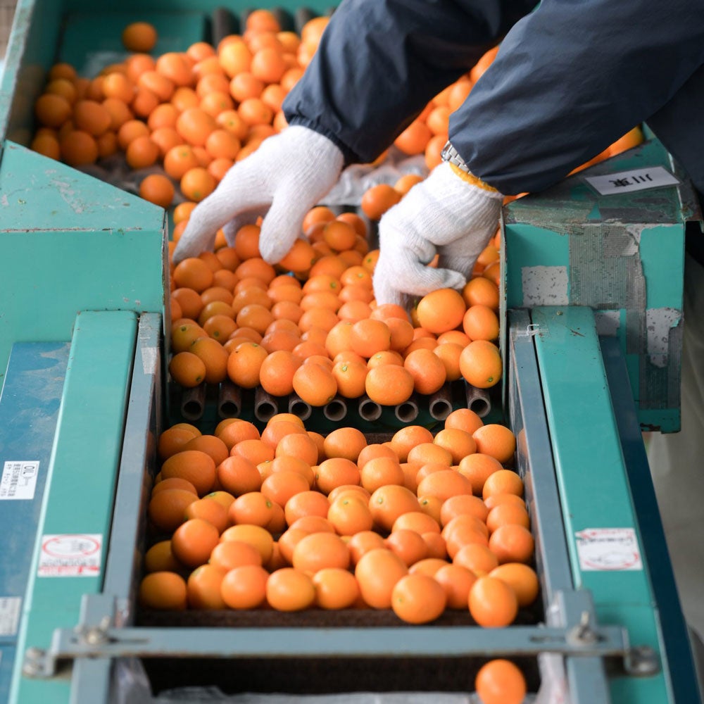 完熟きんかん蜂玉L【他の商品との同時購入不可・国内配送のみ】