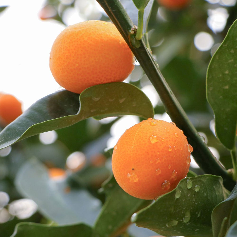 Ripe Kumquats HOUGYOKU 2L [Cannot be purchased with other products, domestic shipping only]