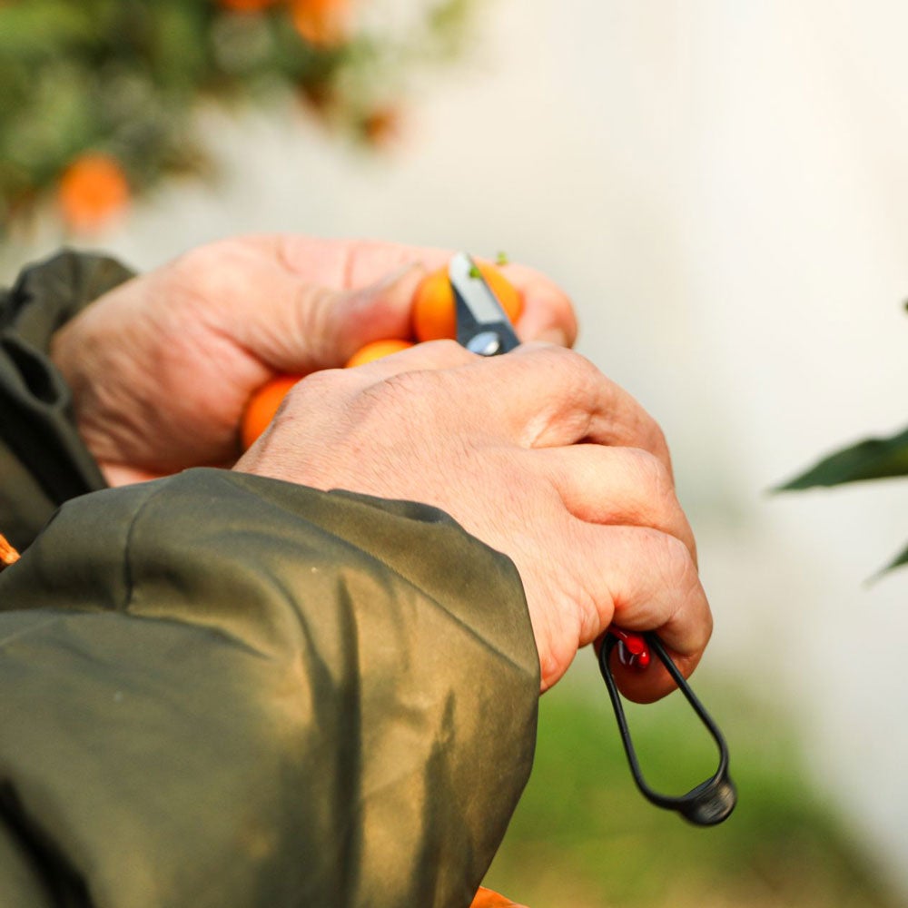 Ripe Kumquats HOUGYOKU 2L [Cannot be purchased with other products, domestic shipping only]