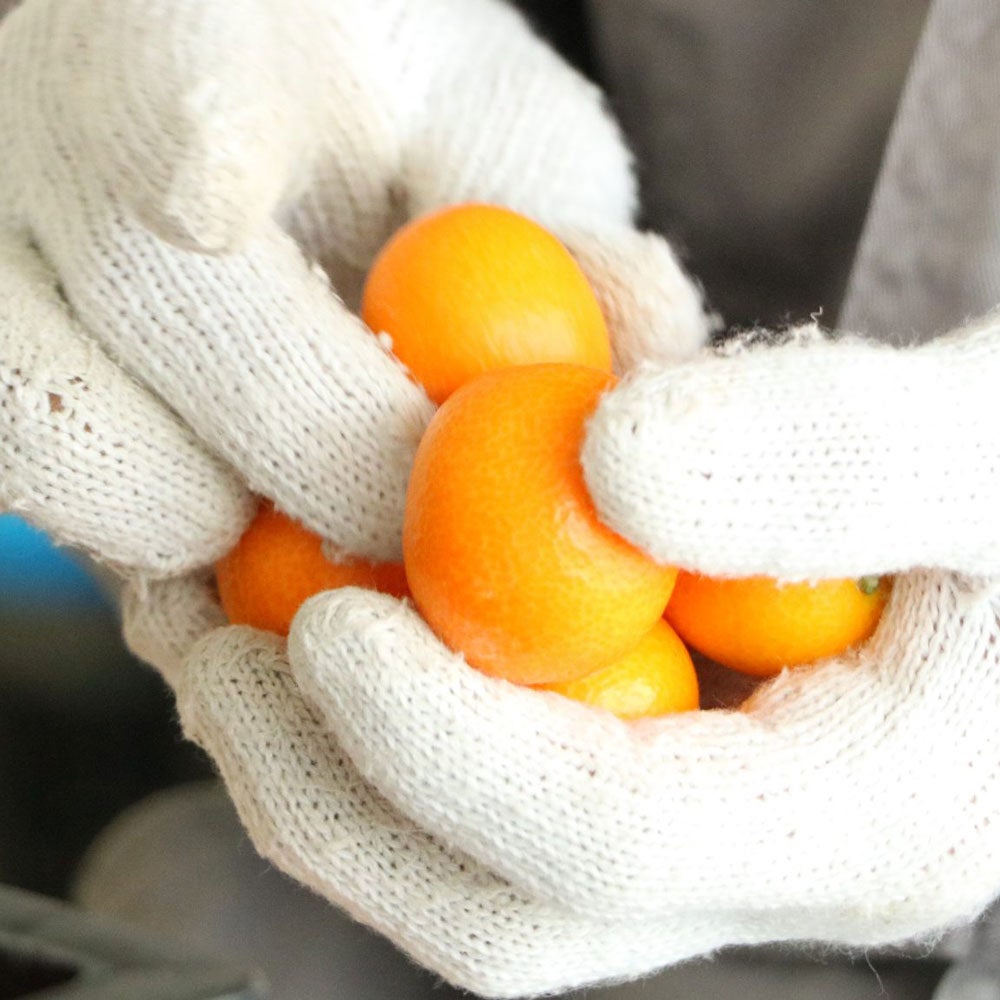 Ripe Kumquats HOUGYOKU 2L [Cannot be purchased with other products, domestic shipping only]