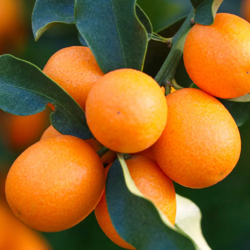 完熟きんかん蜂玉L【他の商品との同時購入不可・国内配送のみ】