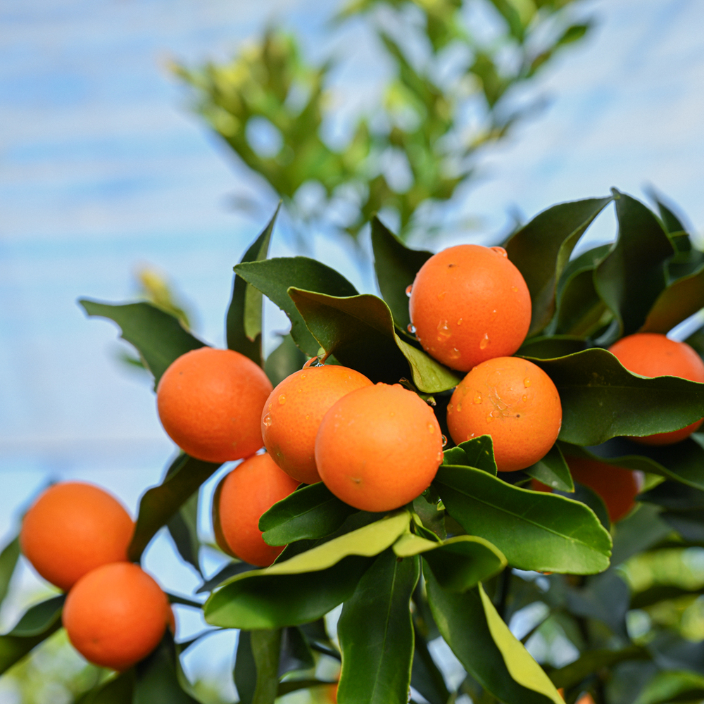 Kumquat Stewed in Honey (400g) 2-jar set