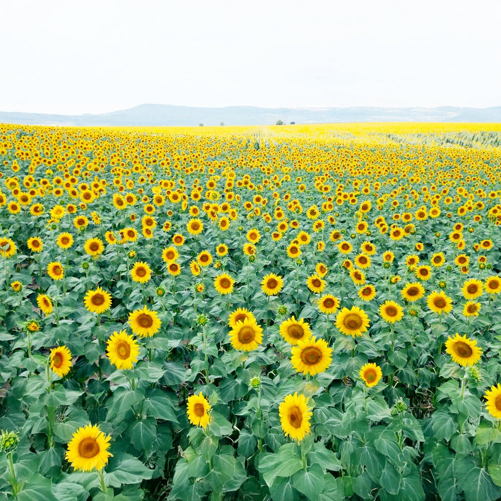 Sunflower Honey - Made in Bulgaria (500g/jar)