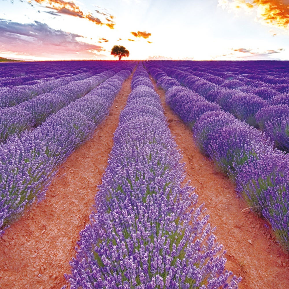 Sunflower Honey - Made in Bulgaria (500g/jar) × 1 + Lavender Honey - Made in Bulgaria (500g/jar) × 1