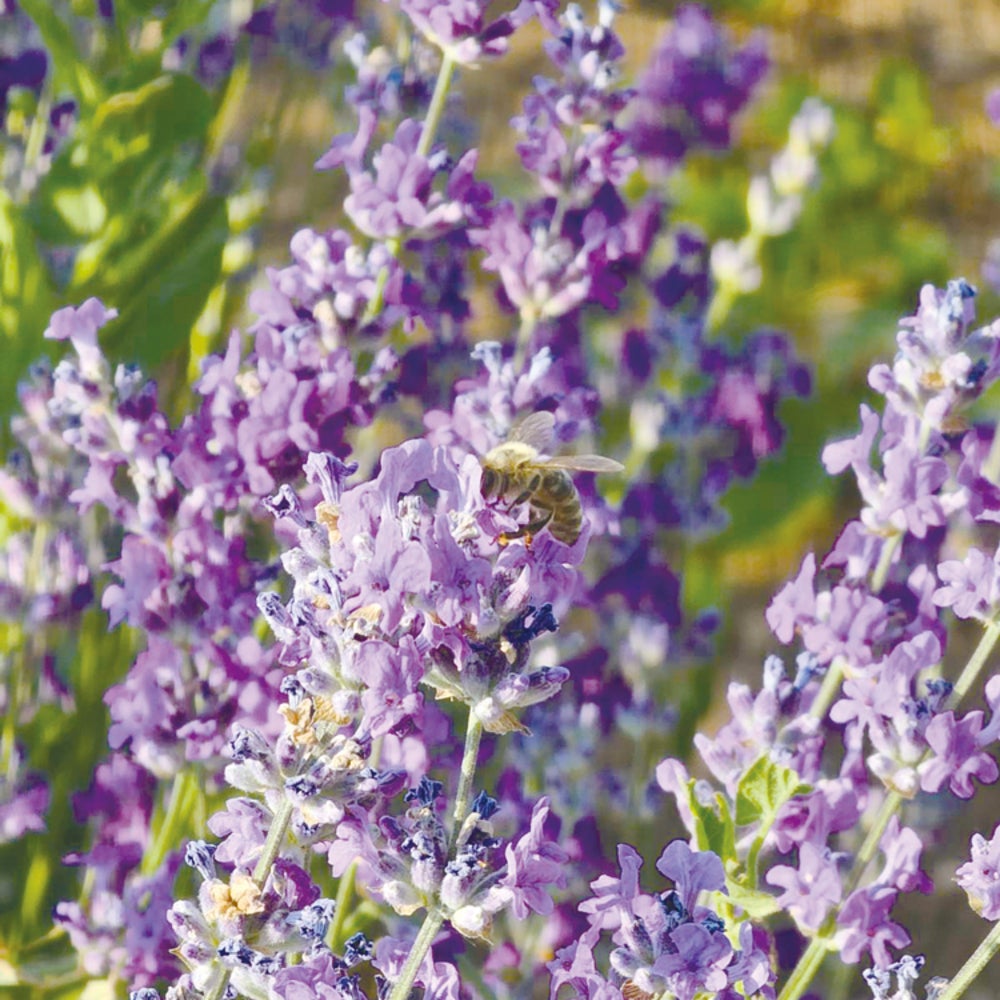 Lavender Honey - Made in Bulgaria (500g/jar) x 2-jar set