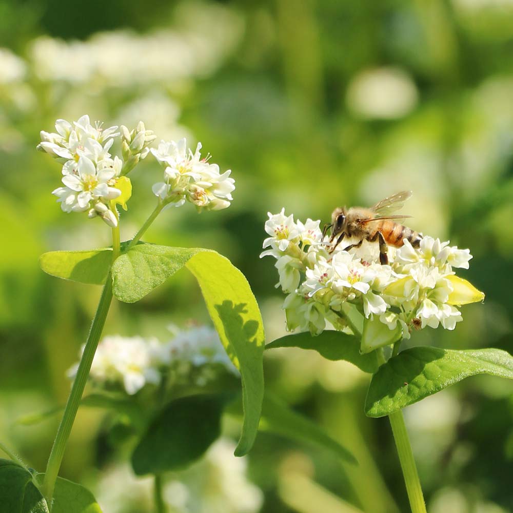 Made in Japan Buckwheat Honey (500g/bottle)