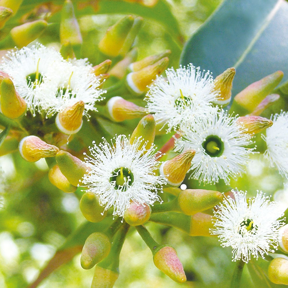 澳大利亚产红柳桉树蜂蜜棒45支