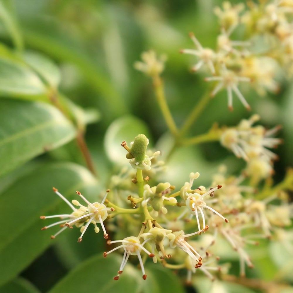 台湾产荔枝蜜 (200克/瓶)